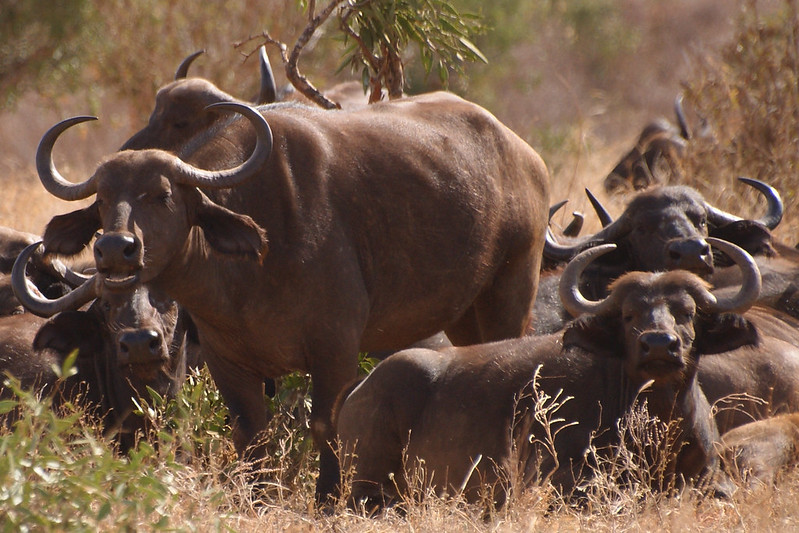 How To Afford a Kenya Safari