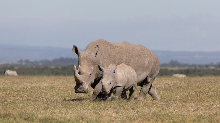 How Wildlife Conservation Saves Animals at Ol Pejeta