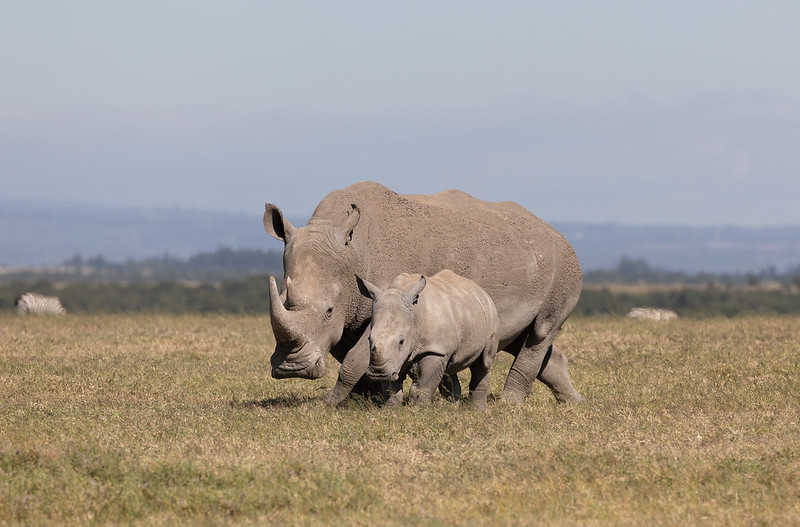 How Wildlife Conservation Saves Animals at Ol Pejeta