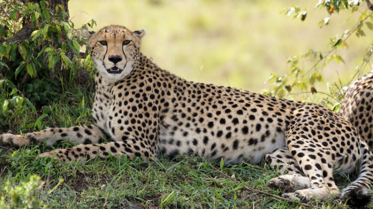 How to Customize Your Safari Trips to Kenya