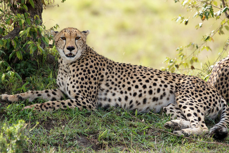 How to Customize Your Safari Trips to Kenya