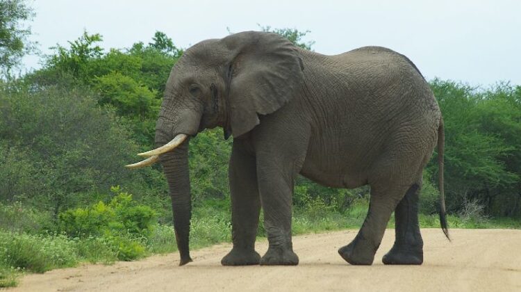 Is it guaranteed to spot the ‘Big 5’ or other specific wildlife during your safari