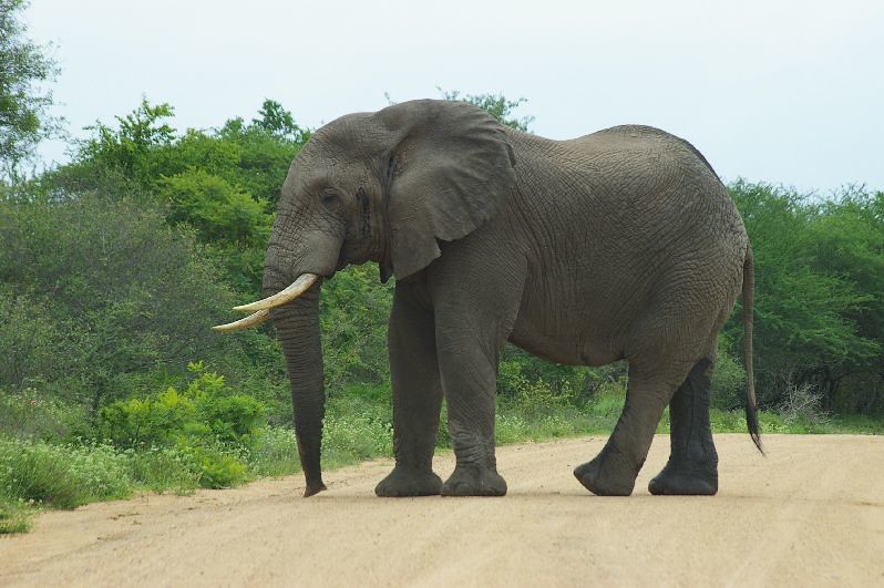 Is it guaranteed to spot the ‘Big 5’ or other specific wildlife during your safari