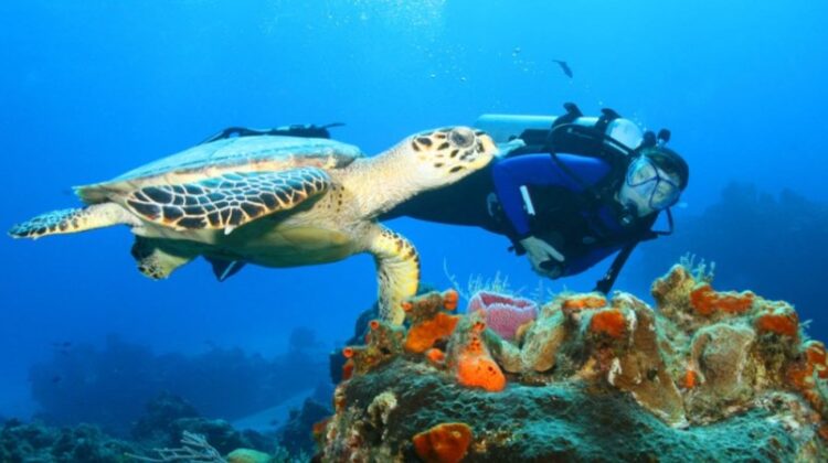 KISITE MPUNGUTI MARINE PARK & RESERVE