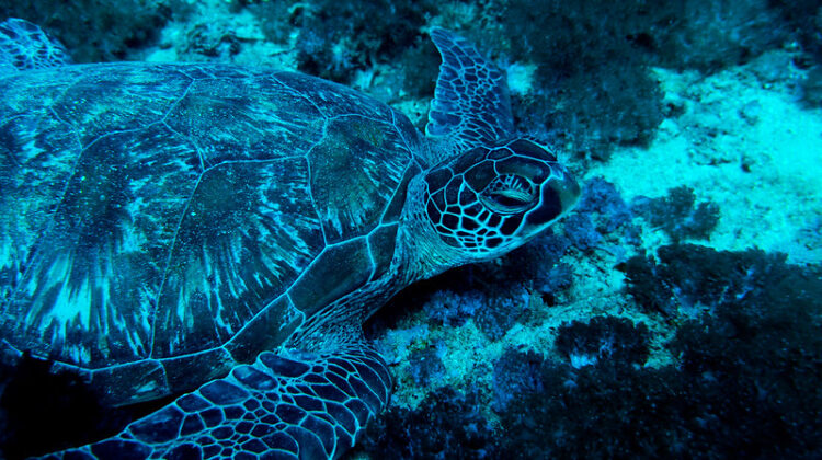 Kenya’s Colorful Underwater Parks