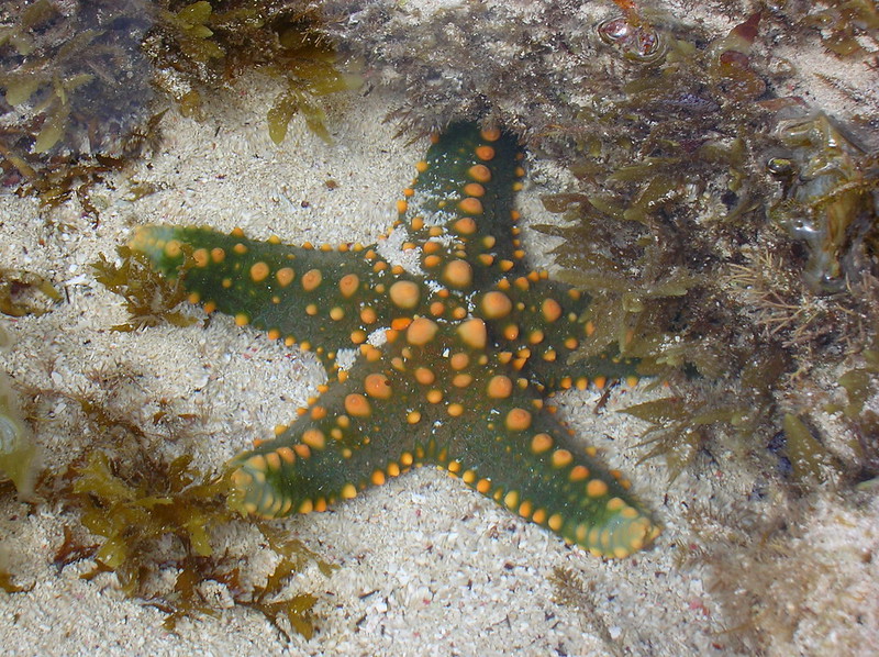 Kenya’s Colorful Underwater Parks Kisite Mpunguti