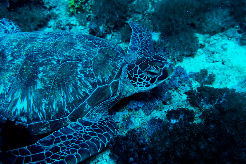Kenya’s Colorful Underwater Parks