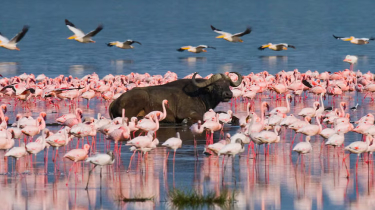 LAKE BOGORIA NATIONAL RESERVE