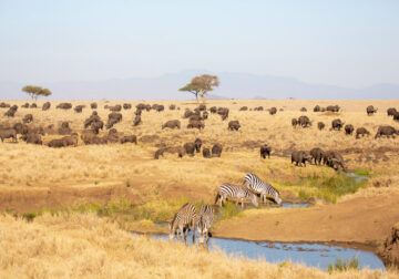 LEWA WILDLIFE CONSERVANCY