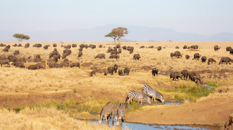 LEWA WILDLIFE CONSERVANCY