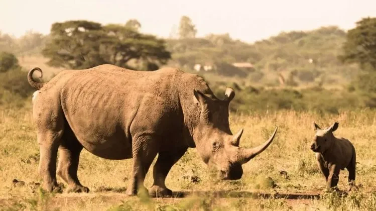 LION AND RHINO HI-TECH TRACKING