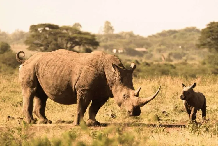 LION AND RHINO HI-TECH TRACKING