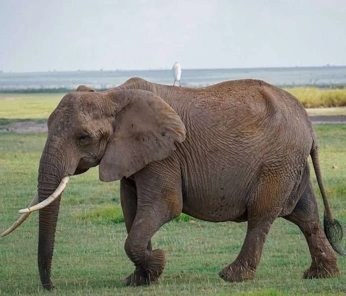 MARA SIANA CONSERVANCY