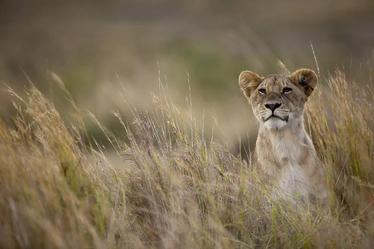 MARA TRIANGLE CONSERVANCY