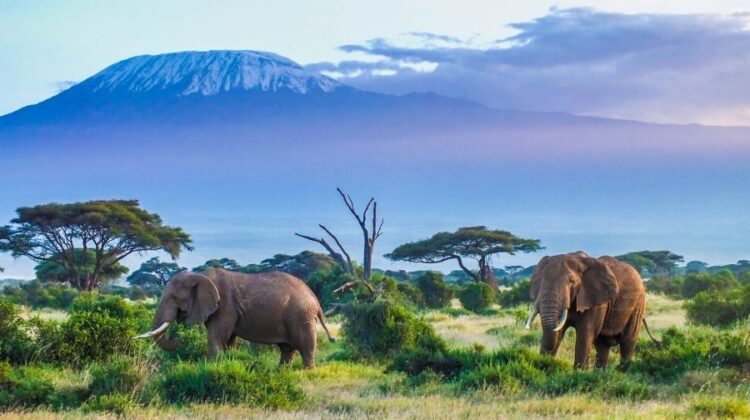 MOUNT KILIMANJARO NATIONAL PARK, TANZANIA