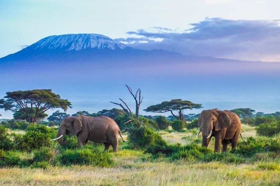 MOUNT KILIMANJARO NATIONAL PARK, TANZANIA