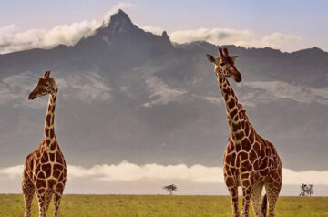 MT. KENYA NATIONAL PARK