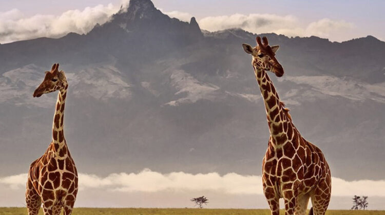 MT. KENYA NATIONAL PARK