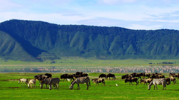NGORONGORO CRATER FULL DAY SAFARI FROM ARUSHA