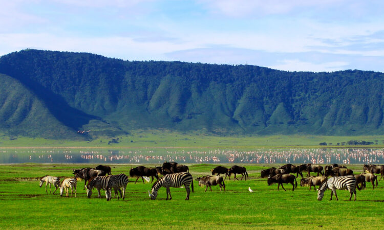 NGORONGORO CRATER FULL DAY SAFARI FROM ARUSHA
