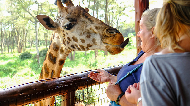 Nairobi Giraffe Centre