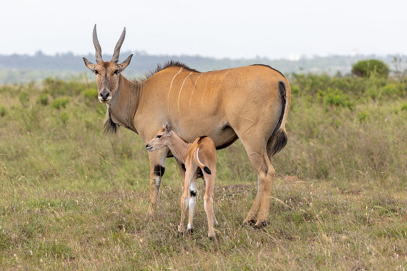 Nairobi National Park
