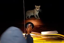 Night Safaris, Join an Amazing Evening Game Drive in the Masai Mara