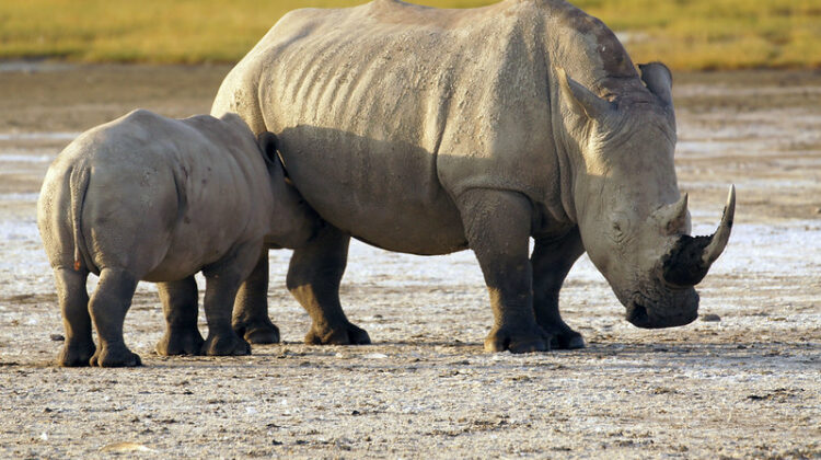 Our Collection of Great One-Day Safaris