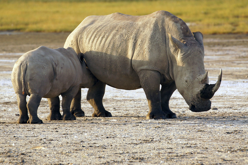 Our Collection of Great One-Day Safaris