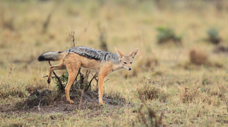 Our Favorite Safari Tours