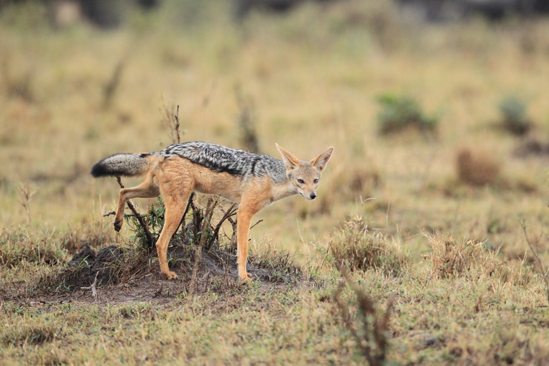 Our Favorite Safari Tours