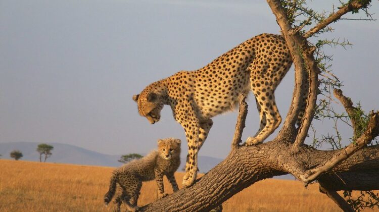 Parks or Conservancies Which Is Best