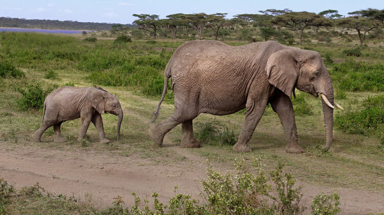 Photography on Safari
