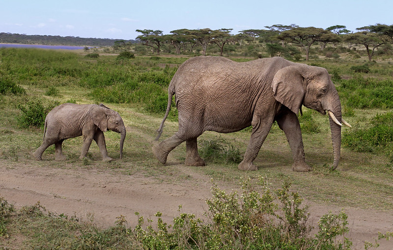 Photography on Safari