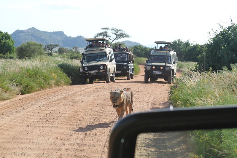 Road or Flight Safari – Your Choice