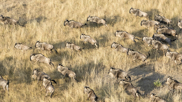 Safari By Air