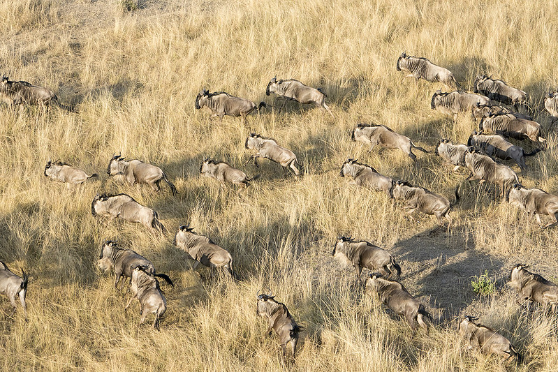 Safari By Air