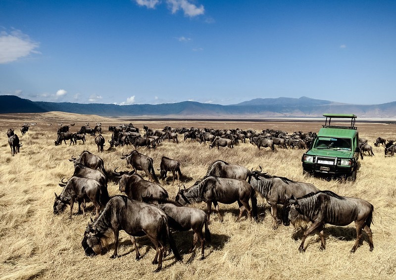 Safari Off Road and More