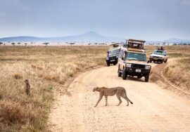 1 Week Safari Tanzania & Kenya