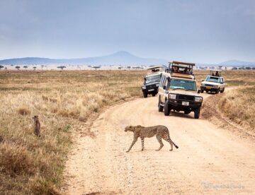 1 Week Safari Tanzania & Kenya