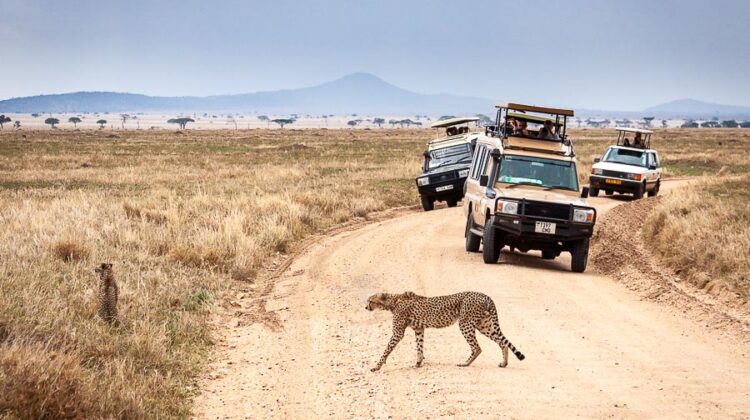1 Week Safari Tanzania & Kenya