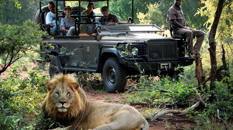 Safari Tour Guide