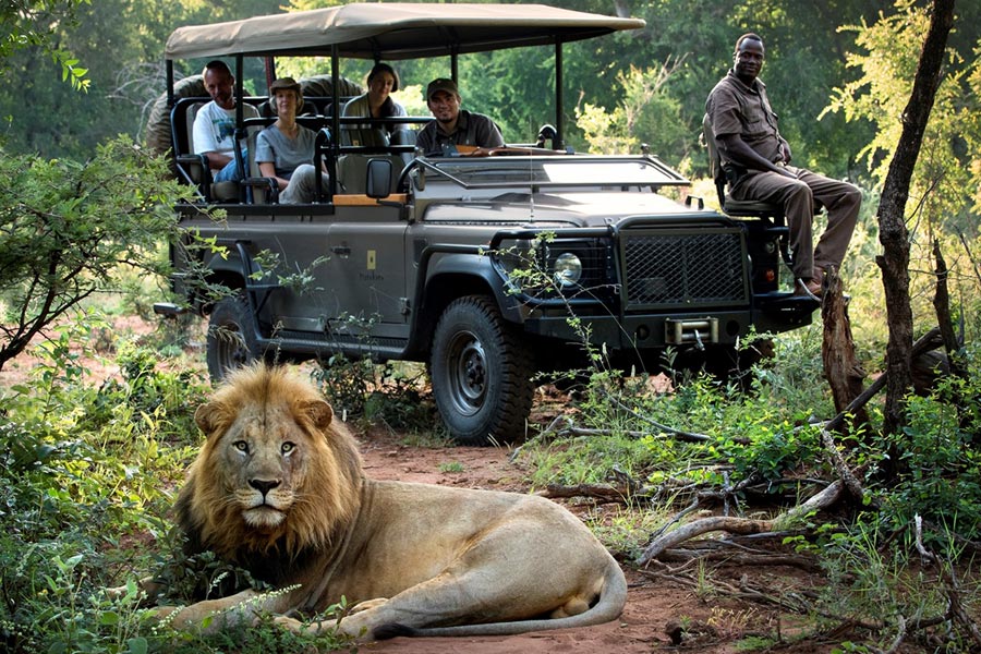 Safari Tour Guide