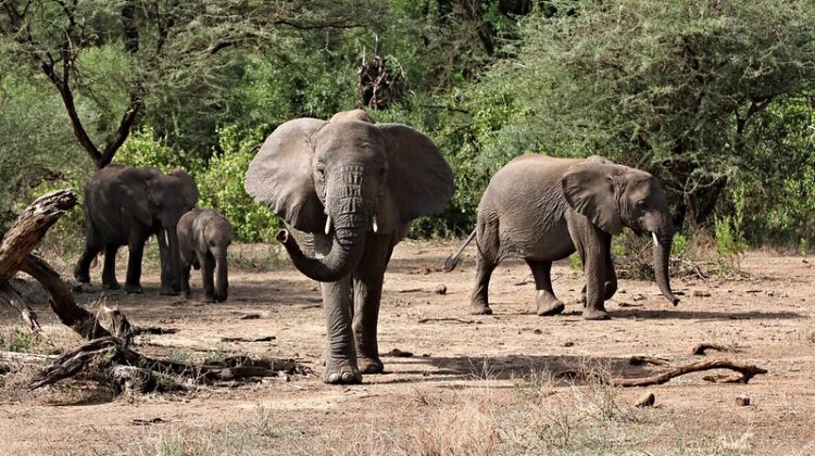 Safari Up Country