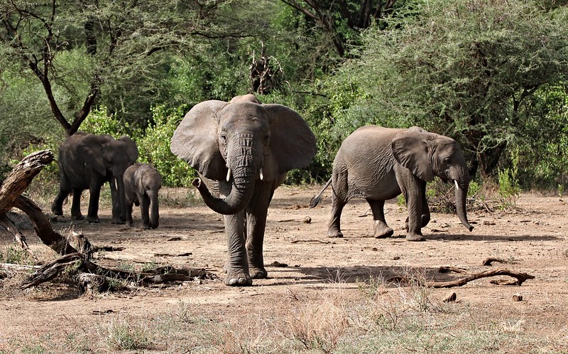 Safari Up Country