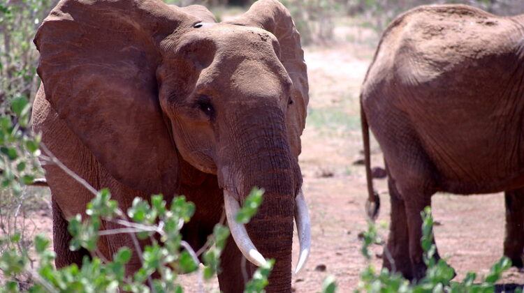 Safaris For Life’s Special Moments