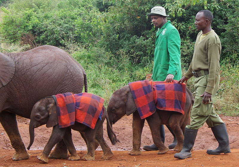 Sheldrick Elephant Orphanage in Nairobi