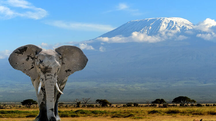 TANZANIA WILDLIFE PARKS