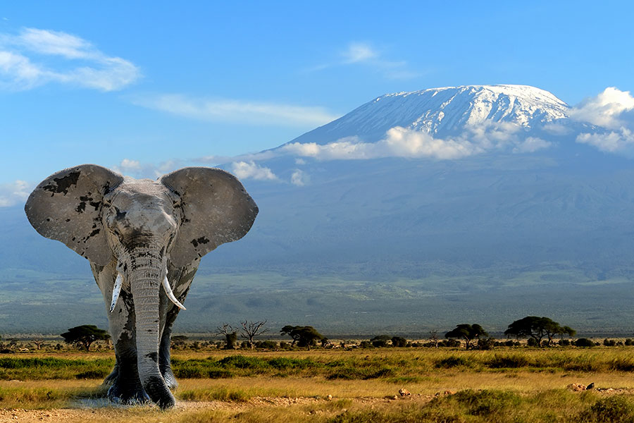 TANZANIA WILDLIFE PARKS
