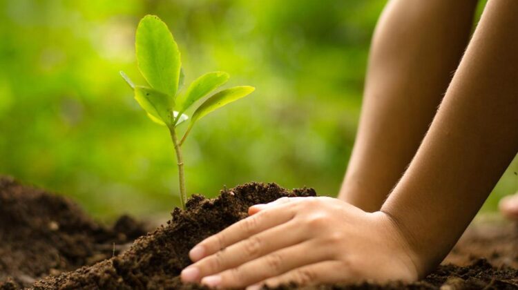 TREE PLANTING HOLIDAY EXPERIENCE FOR YOUR AFRICAN SAFARI